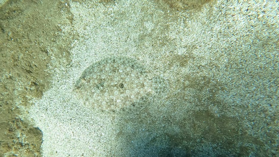 A close-up view of a starfish embedded in sandy seabed alongside other small marine life and particles, with fine, light-colored sand surrounding it. The starfish features a circular shape with severa