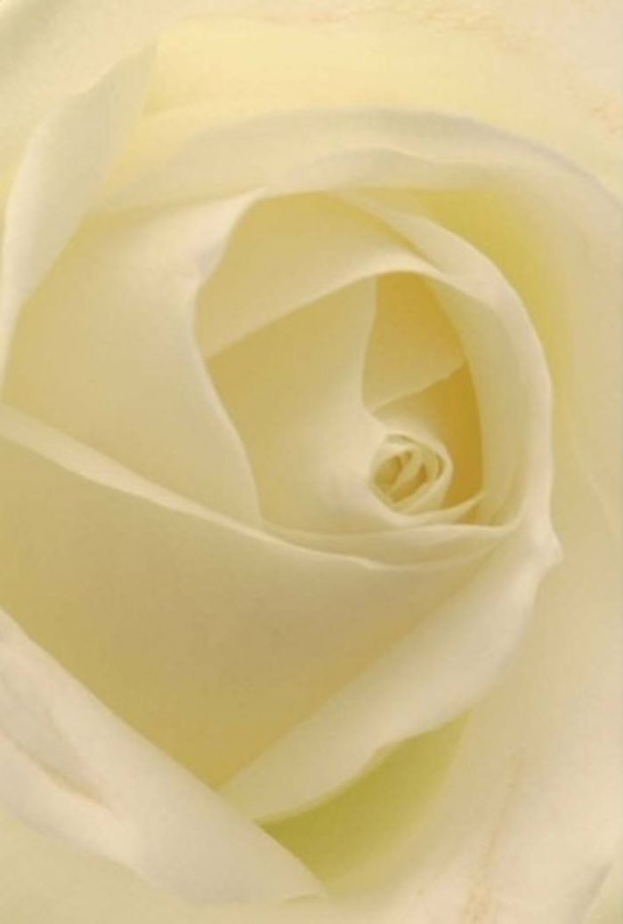 Gazing deeply into the centre of this exquisite white rose-a favourite of Lee's finest florists-one is immediately drawn into its tranquil beauty and sophisticated layering. Each petal, pristine and creamy, unfurls in soft spirals, building a composition that radiates peace much like an early morning along Lee Road. Gentle light dances across the petals, illuminating subtle gradients from pearl white to warm ivory, enhancing the bloom's ethereal quality as though lit from within. The intricate folds and curves are captured in stunning detail, revealing the steady hand and trained eye involved in its arrangement. For local occasions-be it a romantic gesture, an elegant apology, or a serene wedding gathering near Manor House Gardens-this rose serves as the ultimate floral messenger, expressing purity and heartfelt sentiment. The nearly flawless spiral at its heart suggests strength wrapped in softness, while the perfect unity of each petal hints at resilience amid life's delicate moments. With every breath, one can almost sense a clean, reassuring fragrance-invigorating and gentle-reminiscent of fresh local blossoms picked at dawn from Lee's renowned flower markets. The artistry behind this rose, as crafted by Lee's dedicated florists, brings forward not only visual splendour but also a touch of calm, making it an ever-appropriate choice for conveying your truest feelings across any occasion celebrated in Lee and its close-knit communities.